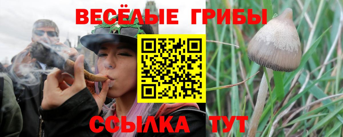 Псилоцибиновые грибы Psilocybe  Вход с VPN  Троицк  Псилоцибиновые грибы Psilocybe 